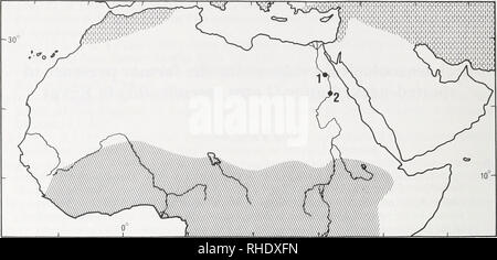 . Bonner zoologische Beiträge : Herausgeber : Zoologisches Forschungsinstitut und Museum Alexander Koenig, Bonn. Biologie ; Zoologie. 200 W. Van Neer. Fig. 1. Carte d'Afrique du nord et levant le^ montrant modem) la distribution de la loutre (incubation verticale) et la loutre à cou (obhque l'éclosion). Les sites archéologiques de l'Égypte où ont été trouvés les loutres sont indiqués comme suit : 1, 2 ; Makhadma, poisson-chat grotte. représentation de loutre dans le tombeau de Mererouka préfère être Lutra Intra. Cependant, en raison de leurs habitudes aquatiques les loutres peuvent se propager plus efficacement par des moyens, de l'eau- Banque D'Images