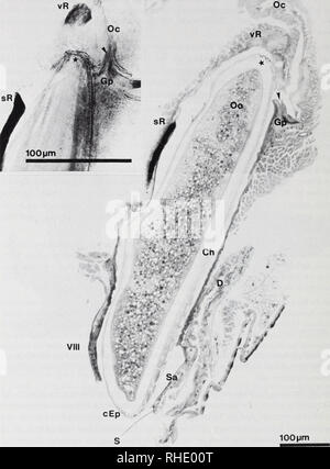 . Bonner zoologische Monographien. Zoologie. 80. Fig.44 : Weibliche Geschlechtsorgane von C. whitei während der Besamung des Seei, medianer dünnschnitt Semi-, Richardson (Ausschnittsvergrößerung hieraus dans Abb.15) ; Einsatz : Totalpräparat nyllactophenol dans Polyvi- Direkttiefschwarz Lateralansicht mit, von caudaler liens. cEp : Eipol, Ch : Chorion, D : Darm, Gp : Genitalpapille, Oc : Oviductus communis, oo : Ooplasma, S : Seta auf Subanalplatte Subanalplatte, Sa : sR : skierotisierter, anneau, RV : ventrales Recepta-. Veuillez noter que ces images sont extraites de la page numérisée des images qui peuvent avoir été digi Banque D'Images