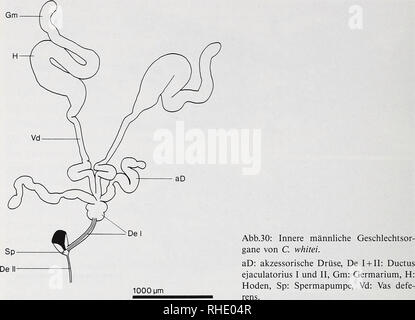 . Bonner zoologische Monographien. Zoologie. 56. Die Organisation der inneren Geschlechtsorgane männlichen von C. whitei weitgehend von den au Kumar (1978) un hearseiana Sphyracephala beschriebenen Verhältnissen bei (Diopsidae). Die von tubulären Hoden C. whitei sind zwei- bis dreimal abgewinkelt. Ihre Wand aus zwei il Epithellagen, einem sehr flachen inneren Epithel, dem Hämo lymphraum hin zum- dickeres pigmentiertes ein, braun Epithel aufgelagert ist. Hodenwand Muskelfasern Außerdem enthält die, die sie im Nativpräparat peristaltischen Bewe zu- gungen. befähigen Während distale das Banque D'Images