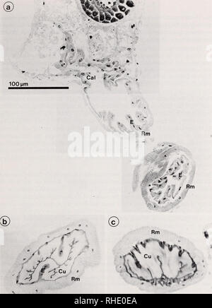 . Bonner zoologische Monographien. Zoologie. 17. im unteren Teil ein Querschnitt des Oviductus lateralis ; (b) Oviductus communis, cranialer Bereich ; (c) Oviductus communis, caudaler Bereich. E :, F : Follikel Epithel, Cal : Calice, Cu : Cuticula, Rm : Ringmuskulatur.. Veuillez noter que ces images sont extraites de la page numérisée des images qui peuvent avoir été retouchées numériquement pour plus de lisibilité - coloration et l'aspect de ces illustrations ne peut pas parfaitement ressembler à l'œuvre originale.. Bonn, Zoologisches Forschungsinstitut und Museum Alexander Koenig Banque D'Images