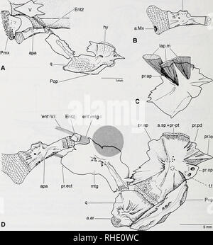 . Bonner zoologische Monographien. Zoologie. 54 sal à l'metapterygoid - la condition que l'on trouve couramment dans siluroids (voir ci-dessous). Un processus latéral est latérale à l'metapterygoid dans Pylodictis et certaines espèces de Ictalurus ; dans ces espèces, l'arcus levator muscle palatini attache également sur le processus de l'metapterygoid.. Fig.28 : Suspensorium de Nematogenys inermis ; le pointillé représente la position de l'œil. - A : Suspensorium, vue ventrale (31,8 mm de longueur standard ; 131 PC) ; B : Autopalatine, côté gauche, vue dorsale (environ 200 mm ; 30873 PC) ; C : insertion de l'arc Banque D'Images