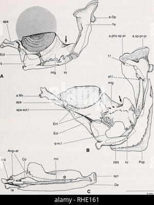 . Bonner zoologische Monographien. Zoologie. 25. Fig.8 : Suspensorium et maxillaire inférieur d'Opsariichthys bidens ; le pointillé représente la position de l'œil. - A : Suspensorium, vue latérale (26,5 mm de longueur standard ; 22 PC) ; B : Suspensorium, vue latérale (120 mm de longueur standard ; CSC-SU 32512) ; C : mâchoire inférieure, médiane (120 mm de longueur standard ; 32512 PC). Flèches pointent vers une encoche. Grande échelle s'applique à l'ensemble de la figure. Ang  + ar : angulo-articulaire ; a.mx ; facette articulaire pour le maxillaire ; a.Op : facette articulaire pour l'opercule ; apa : autopalatine ; apa-ect.l : autopalatine-ectopterygoid ; un ligament.phs-sp-pr : articu Banque D'Images