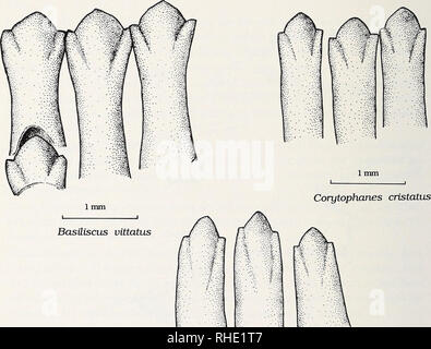 . Bonner zoologische Monographien. Zoologie. 80 On retrouve une télévision et spatulée. Les dents prémaxillaires dos est plat que sont les nasals et le reste des os du crâne, tels que toit les os de la face dorsale du crâne sont planaires. Le museau spatulé est donc une synapomorphie pour Corytophanes- Laemanctus, avec dans l'homoplasie taxons mentionnés ci-dessus. 39 caractère : couronnes de dents marginales postérieures (fig. 34). Ce caractère a été discuté par Etheridge &AMP ; de Queiroz (1988). Bien que la preuve de l'exogroupe est equivo- cal pour "iguanids", Etheridge &AMP ; de Queiroz (1988) traiter e Banque D'Images