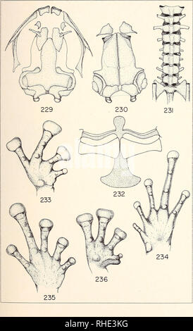 . Bonner zoologische Monographien. Zoologie. Planche 54. Veuillez noter que ces images sont extraites de la page numérisée des images qui peuvent avoir été retouchées numériquement pour plus de lisibilité - coloration et l'aspect de ces illustrations ne peut pas parfaitement ressembler à l'œuvre originale.. Bonn, Zoologisches Forschungsinstitut und Museum Alexander Koenig Banque D'Images