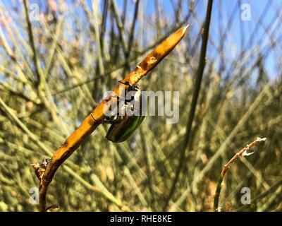 Bousier sur une plante. Banque D'Images