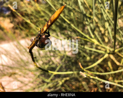 Bousier sur une plante. Banque D'Images