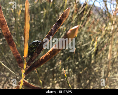 Bousier sur une plante. Banque D'Images