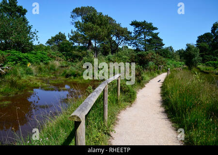 Arne RSPB Réserve Naturelle, Dorset, England, UK Banque D'Images