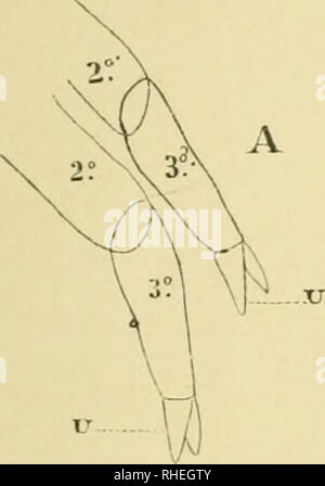 . Bollettino. R. Comitato italiano talassografico ; océanographie ; océanographie ; océanographie. Fig. 1.. Veuillez noter que ces images sont extraites de la page numérisée des images qui peuvent avoir été retouchées numériquement pour plus de lisibilité - coloration et l'aspect de ces illustrations ne peut pas parfaitement ressembler à l'œuvre originale.. R. Comitato italiano talassografico ; Società italiana per il progresso delle Scienze. Roma : il Comitato Banque D'Images