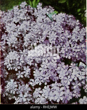 . Les ampoules Bolgiano sélectionné graines de plantes pour plantation en automne 1951. Pépinières (Horticulture) ; catalogues de bulbes (plantes) ; Catalogues Catalogues de semences. L'hémérocalle (Hemerocallis) HÉMÉROCALLES COLLECTION HYPERION. Jaune citron. Leone hybride. Rouge. MIKADO. Orange, repéré en rouge. 3 plantes, 1 de chaque, pour 2,00 $ COLLECTION PYRÈTHRE 3 variétés d'Disfinction poule géante rouge. Seul géant crimson blooms. BOUQUET ROSE. Rose, avec centre à crête. Brume de rose. La plus belle rose double. 3 plantes, 1 de chaque, pour $2,009, 3 plantes de chaque, pour 5,00 $ le pyrèthre ROSE MIST 75c. chacun ; 3 pour $2,00 ; 7,00 $ par douz.. PHLOX DiVARI Banque D'Images