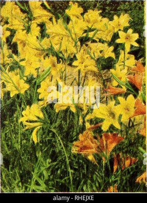 . Les ampoules Bolgiano sélectionné graines de plantes pour plantation en automne 1951. Pépinières (Horticulture) ; catalogues de bulbes (plantes) ; Catalogues Catalogues de semences. L'hémérocalle (Hemerocallis) HÉMÉROCALLES COLLECTION HYPERION. Jaune citron. Leone hybride. Rouge. MIKADO. Orange, repéré en rouge. 3 plantes, 1 de chaque, pour 2,00 $ COLLECTION PYRÈTHRE 3 variétés d'Disfinction poule géante rouge. Seul géant crimson blooms. BOUQUET ROSE. Rose, avec centre à crête. Brume de rose. La plus belle rose double. 3 plantes, 1 de chaque, pour $2,009, 3 plantes de chaque, pour 5,00 $ le pyrèthre ROSE MIST 75c. chacun ; 3 pour $2,00 ; 7,00 $ par douz.. Veuillez noter Banque D'Images