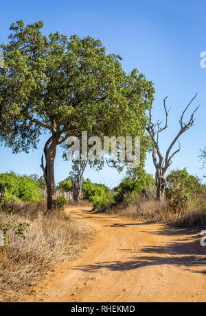 Les plaines de savane incroyable paysage et route safari au Kenya Banque D'Images