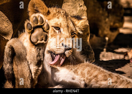 Un petit coup d'un bébé cub s'nettoyage tout en vous relaxant au soleil Banque D'Images