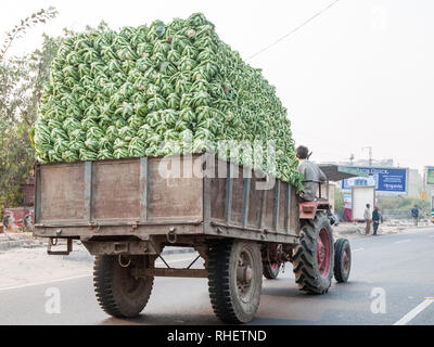 Le tracteur tirant une remorque chargée avec le chou-fleur dans l'Uttar Pradesh. Des charges énormes sont une vue commune sur les routes de l'Inde. Banque D'Images