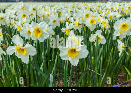 Blanc et jaune jonquille néerlandais fleurs close up low angle de vue Banque D'Images