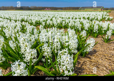 Lisse, Pays-Bas - le 14 avril 2018 : rangées de fleurs de jacinthe blanche commune néerlandaise close up low angle de vue avec fond de ciel bleu Banque D'Images