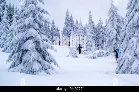 Groupe de touristes randonnées sur la neige. Le mauvais temps. Beaucoup de neige. De grands arbres couverts de neige près d'eux. Randonnée d'hiver en forêt. Banque D'Images
