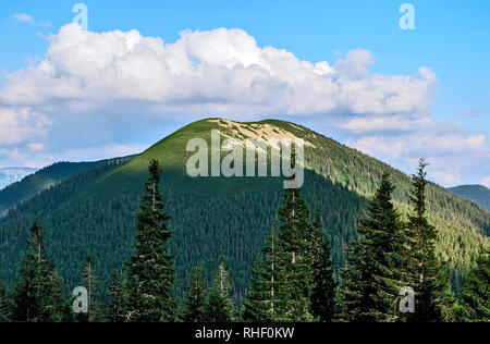 Haut de la montagne à la lumière de la soleil du soir. L'été. Pins dans l'avant-plan. Carpates ukrainiennes Banque D'Images