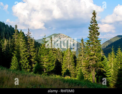 Forêt de pins de montagne à la lumière de la soleil du soir. L'été. Montagnes en arrière-plan. Carpates ukrainiennes Banque D'Images