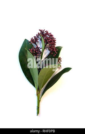 Claret Skimmia japonica avec des feuilles vertes sur fond blanc. Banque D'Images