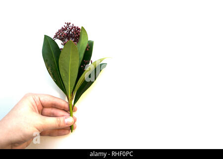 Claret Skimmia japonica dans une main féminine sur un fond blanc. Banque D'Images