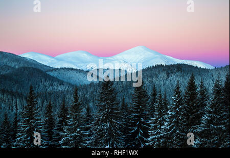 Matin d'hiver scène de trois sommets de montagne enneigée. Forêt d'épinette noire dans la neige. À l'aube. Ciel clair. L'Ukraine. Carpates Banque D'Images