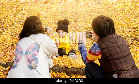 L'Université de Hokkaido, Japon - 11 Nov 2014 : célèbre arbre en automne japonais est le ginkgo et il y a un ginkgo avenue, à l'Université de Hokkaido Banque D'Images