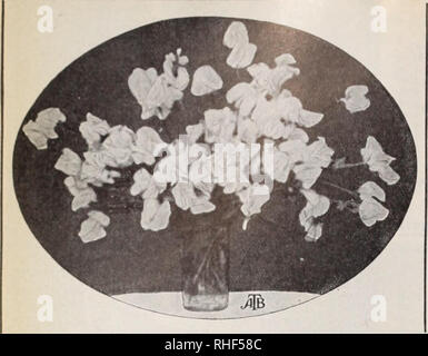 . La qualité Boddington bulbes, graines et plantes / Arthur T. Boddington.. Catalogue des pépinières. F 50 Arthur T. Boddington 34^2 Ouest 14e Rue. Nouvelle Ville Vork ARTHUR T. BODDINGTON. Seedsman 342 Fourleenth West Street New York Cher Monsieur : Juste un tas de Dorothy Eckford, picl^eJ ana photographié le 26 septembre 1910. Pensé que peut-être vous serait heureux de savoir que les graines que j'ai obtenu de vous bien fleuri, même après avoir été soal^ed et près de germer dans l'Édifice Wellington, IVash., catastrophe, et peut, à jour, choisissez nice Sweet longue tige de pois. Bien à vous, madame. C. A. O'HARn (sigrxed Thirlielh) 131 Aven Banque D'Images
