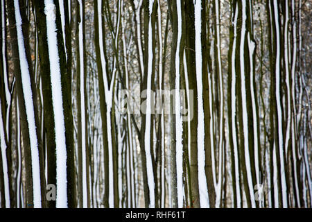 Les hêtres de neige adhérant à leurs troncs après la neige et le temps de gel en Amérique du Dorset England UK GB. 2.2.2019 Banque D'Images