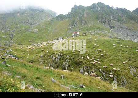 Un troupeau de moutons et ram brouter sur les flancs verdoyants de la montagnes de Fagaras, Roumanie. Banque D'Images