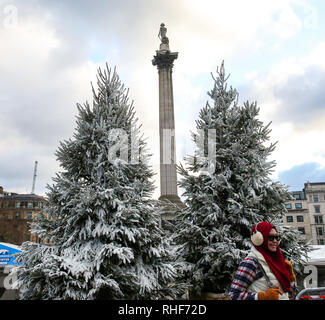 Sapins dans Trafalgar Square de Londres sont vu couvert de neige artificielle en préparation pour le 5ème Cancer Research UK Londres, Winter Run qui aura lieu le dimanche 3 février. Le 10k sera au départ de Trafalgar Square, qui va fixer le rail sur le parcours avec une rafale de neige. Banque D'Images