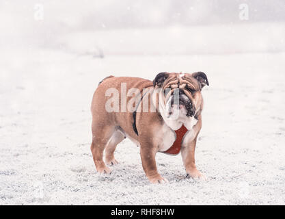 Funny dog de rouge et noir bulldog Anglais jouant sur la neige à la recherche à l'appareil photo. Banque D'Images