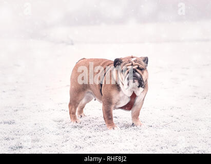 Funny dog de rouge et noir bulldog Anglais jouant sur la neige à la recherche à l'appareil photo. Banque D'Images