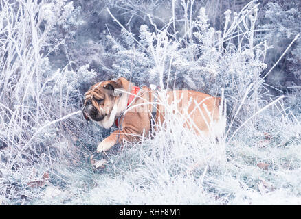 Funny dog de rouge et noir bulldog Anglais jouant dans la neige à la Bush sur le côté. Banque D'Images