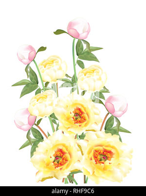 Belles pivoines jaune vif sur fond blanc Banque D'Images