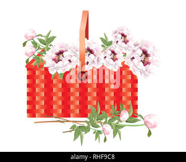 Belles pivoines jaune vif sur fond blanc Banque D'Images