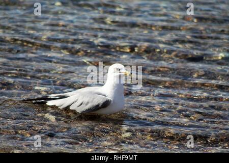 Les oiseaux sur le fleuve Colorado reposant Banque D'Images