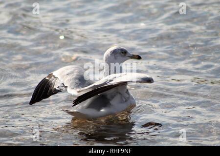 Les oiseaux sur le fleuve Colorado Banque D'Images