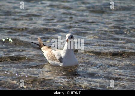 Oiseaux flottant sur la rivière Colorado Banque D'Images