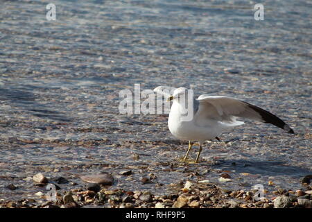 Oiseaux flottant sur la rivière Colorado Banque D'Images