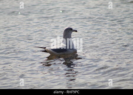 Oiseaux flottant sur la rivière Colorado Banque D'Images