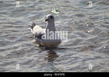 Oiseaux flottant sur la rivière Colorado Banque D'Images