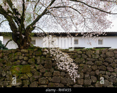 Arbre en fleur de cerisier au sommet d'une paroi de rochers avec un bâtiment historique dans l'arrière-plan Banque D'Images