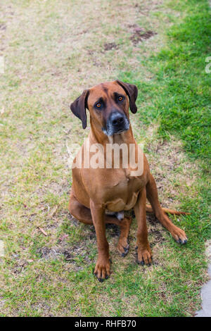 Le Rhodesian Ridgeback assis sur la pelouse Banque D'Images