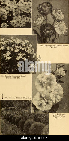 . La ville capitale Bolgiano graines pour 1946. Pépinières (Horticulture) ; catalogues de bulbes (plantes) ; Catalogues Catalogues légumes ; outils de jardin ; Catalogues Catalogues de graines. &Lt ;-m 766. Gypsophila elegans alba grandiflora Pkt. 10c.. WASHINGTON, D. C. 33 Fragrance Avez-vous cultiver des fleurs juste pour regarder, ou doivent-ils le sentent bon, aussi ? Mignonnette avec sa douceur inoubliable n'est pas beaucoup à looic, au- il allait bientôt disparaître de jardins s'il devait perdre son parfum, tout en HeUotrope-, autre bijou Fleur parfumée, veut ainsi avec sa beauté. Jardin d'augmenter votre plaisir en étudiant votre fleur Banque D'Images