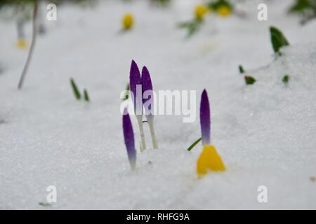 Purple crocus magnifiques boutons (tiges, tiges) et d'hiver jaune vif aconit fleurs poussent à travers le gel et de neige glacée, contrastant vivement avec th Banque D'Images