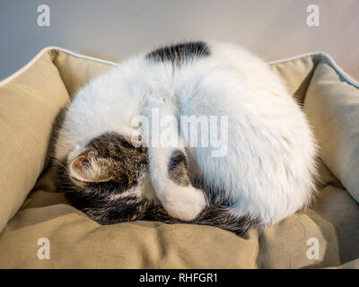 Un chat tabby et blanc endormi à dormir recroquevillé dans un coton panier avec paw couvrant plus de yeux pour bloquer la lumière Banque D'Images