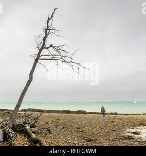 Une femme femme dame marche loin de caméra sur le bord de la côte de galets avec l'érosion côtière sur Solent shores avec déraciné des arbres couchés sur la plage Banque D'Images