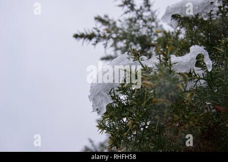 Close up de plaques de neige glacée blanc sur les branches, les feuilles et les aiguilles d'un vert hérissés d'ajonc bush Banque D'Images