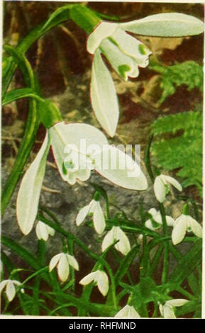 . L'Bolgiano bulbes et plantes pour l'automne 1954 de la plantation. Pépinières (Horticulture) ; catalogues de bulbes (plantes) ; Catalogues Catalogues de semences. c. p. *&gt;X". Seul SNOWDROP 75c. par doz. ; S5.50 par 100. Veuillez noter que ces images sont extraites de la page numérisée des images qui peuvent avoir été retouchées numériquement pour plus de lisibilité - coloration et l'aspect de ces illustrations ne peut pas parfaitement ressembler à l'œuvre originale.. F. W. Bolgiano &AMP ; Co ; Henry G. Gilbert Pépinière et du commerce de semences Catalogue Collection. Washington, D. C. : F. W. Bolgiano Banque D'Images